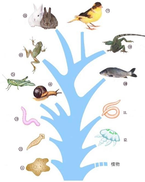 生物圈與棲息地 基本概念辨析